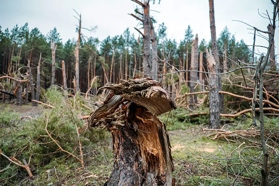 Forest razed by tornado