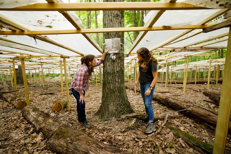 Two female students inspecting an experiment on a tree.