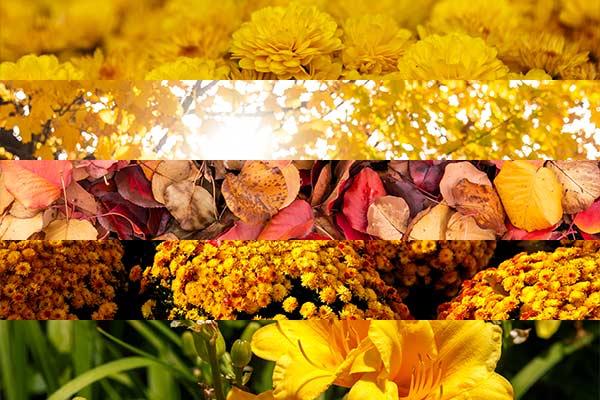 Five cropped images appear all with a range of gold tones. The five images from top to bottom: yellow mums, golden leaves through a sunbeam, fall leaves in a range of orange-gold hues, golden mums, two yellow day lilies in bloom.