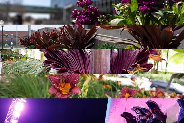 Five cropped images appear all with a range of purple tones. The five images from top to bottom: purple flowers bloom in front of the campus center, dark purple plant leaves extend in a row, the corpse flower blooms in deep dark purple, purple day lilies bloom with a yellow center, a group of feet extend up leaning on a building purple light floods the building's side.