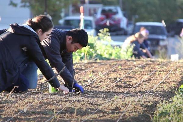 Male and female students planting seeds in a garden.